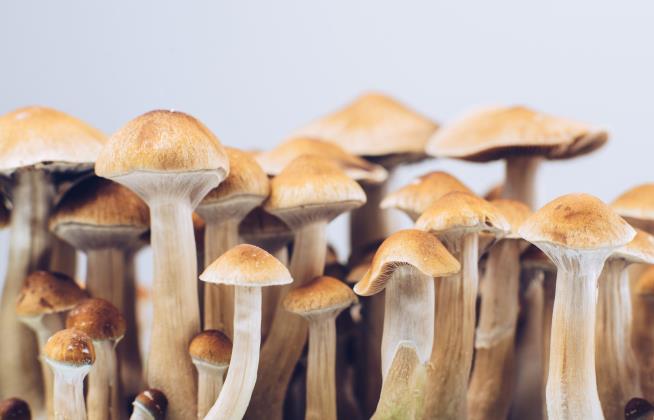 3 Canadians Get Permission to Use 'Magic Mushrooms'