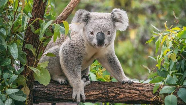 Charges Filed After an Alleged 'Koala Massacre'