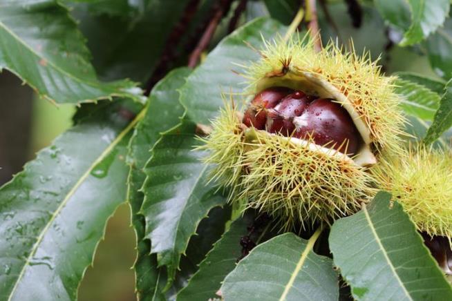 Once-Mighty Chestnut Tree Might Rise Again in the US