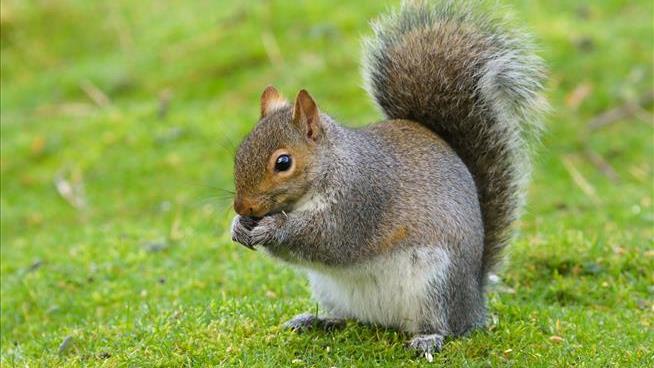 A Squirrel Menaced a Welsh Town