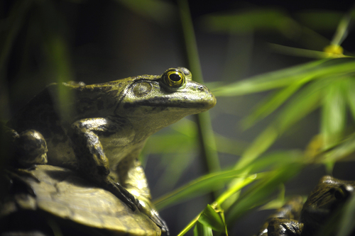 Half of Europe's Frog Species May Croak