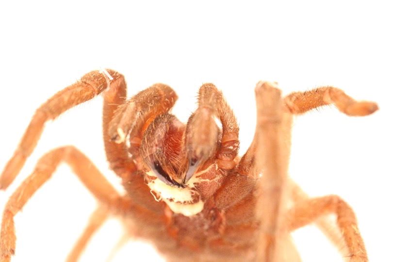 Tarantula Breeder's Call Led to Discovery of New Species - Newser
