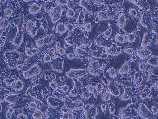 Docs Tout Safer, Non-Embryonic Stem Cells