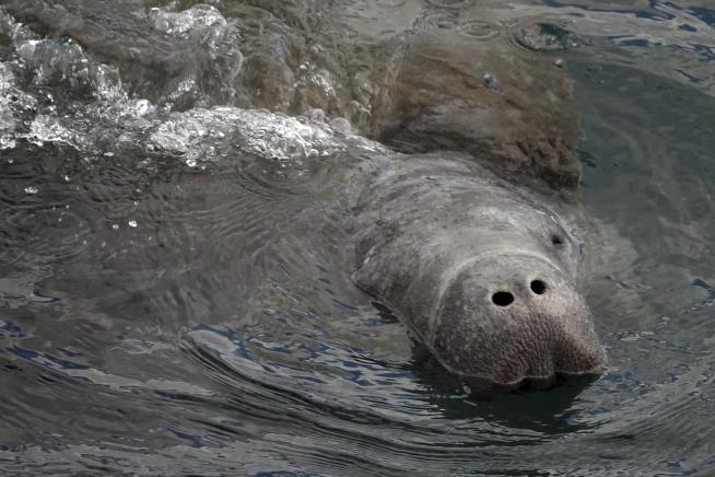 At-Risk Manatees Eat Lettuce for the First Time