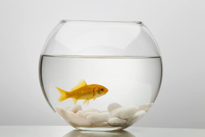 Pet Company Won't Sell Fishbowls: 'Drives Fish Crazy'