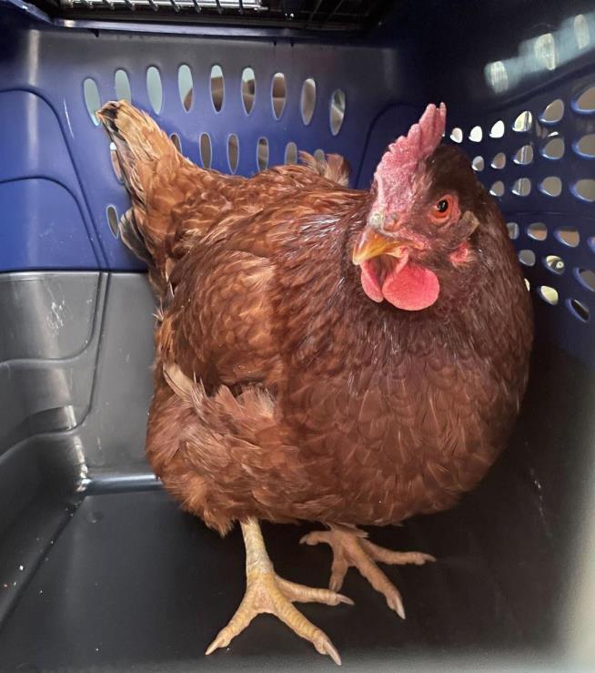 'Nervous' Chicken Caught at Pentagon Checkpoint