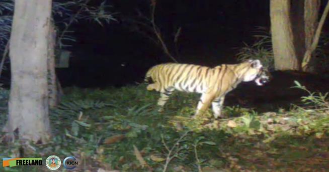 Wildlife Group Searches Jungle for Tiger That Needs Help