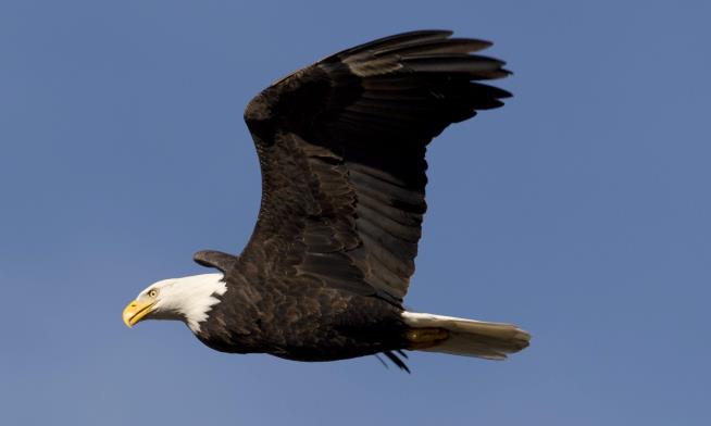 'Sort of Stunning' Stat Is Bad News for Bald Eagles
