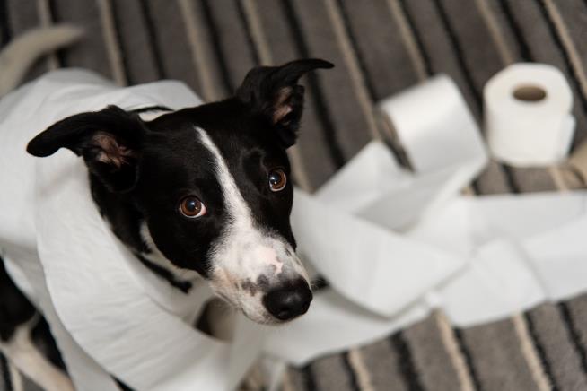 For One Dog Owner, a Smelly Way to Make $6K