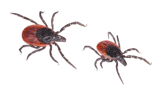 Scientist Gifted Some Ticks Makes Wild Discoveries