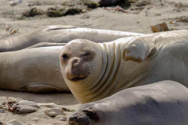 Elephant Seals: Surprising Masters of 'Space and Time'