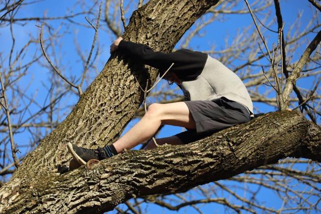 He Climbed Tree to Save Cat, Needed Saving Himself