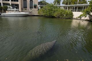 Starving Manatees Munch 55 Tons of Lettuce