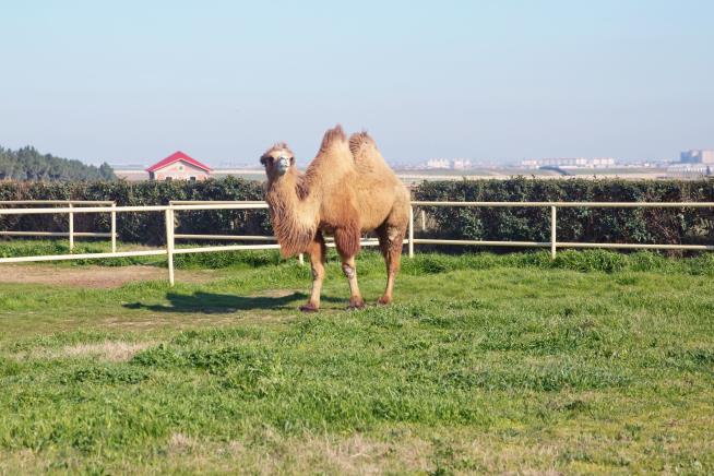 Camel Goes on the Attack, Kills 2 at Tennessee Farm