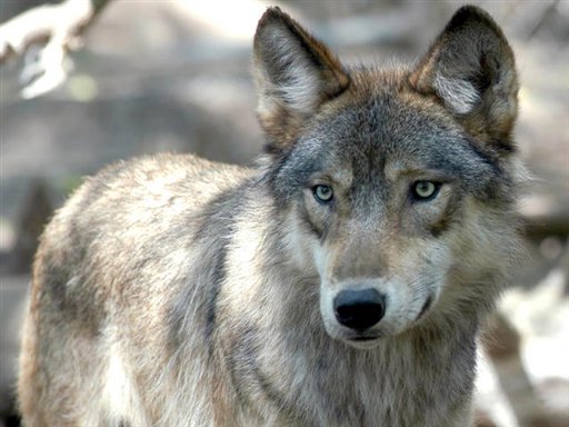 Gray Wolf Back on Endangered List