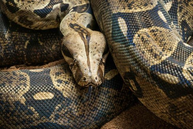 Researchers Solve a Mystery About How Boas Breathe