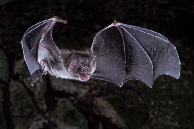 Here's How Vampire Bats Got a Taste for Blood