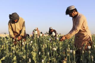 It Keeps Afghan Farmers Afloat. The Taliban Just Banned It