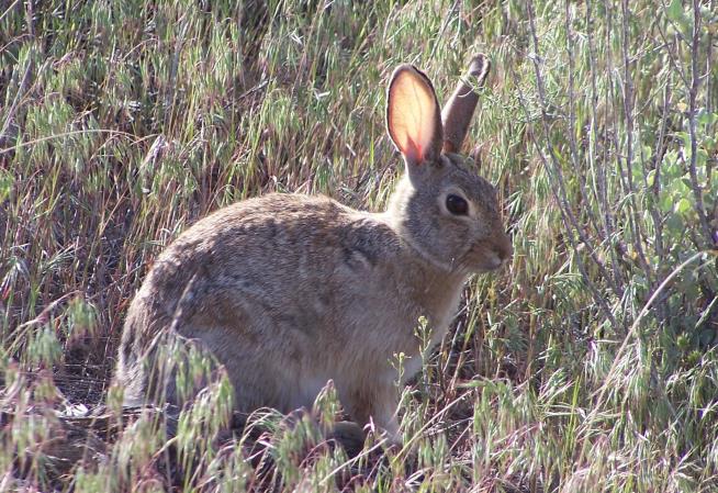 National Park Service: Don't Touch Dead Rabbits