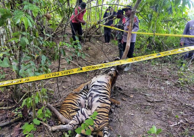3 Endangered Sumatran Tigers Die in Traps