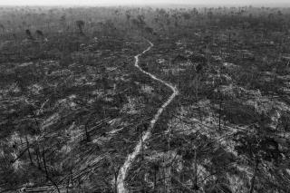 Global Deforestation Continues at Rapid Pace