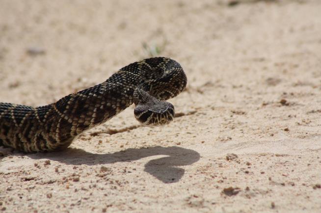 Crowd Watches as Rattlesnake Handler Suffers Fatal Bite