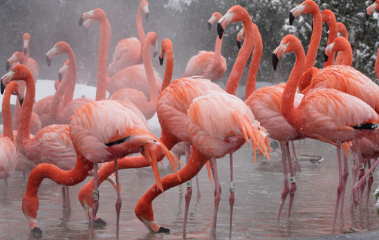 Fox Kills 25 Flamingos at Smithsonian Zoo