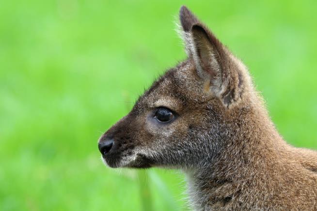 Zoo Officials Fear Worst for Missing Wallaby Joey