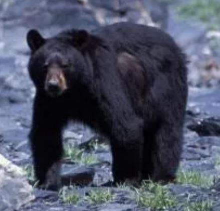 Feds: Bear Whisperer Star Is a Bear Poacher