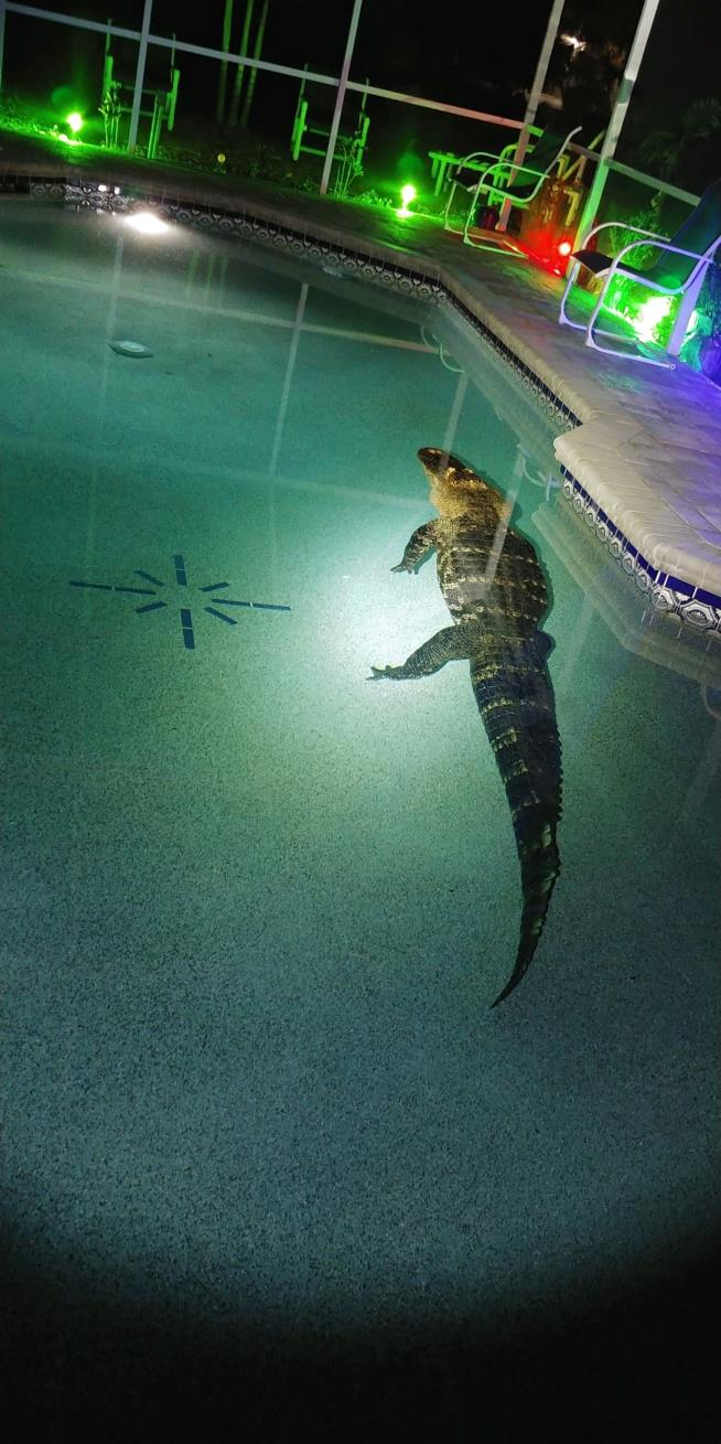 Fla. Swimming Pool Attracts Uninvited Guest