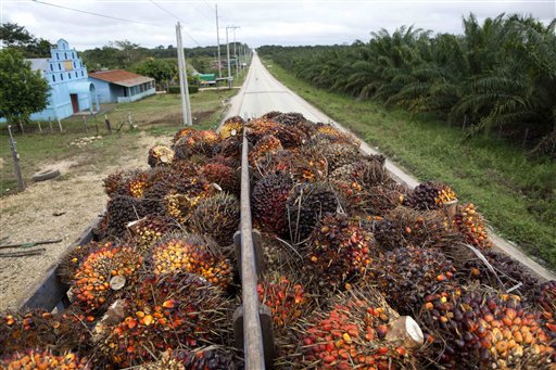 Palm Oil Riches Can Mean Land Grabs, Ecocide, Murder