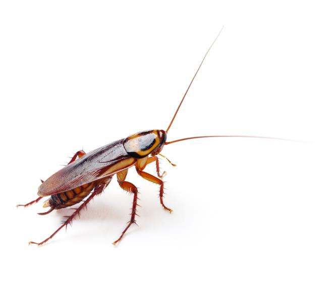 Cool With 100 Roaches in Your Home? $2K Awaits