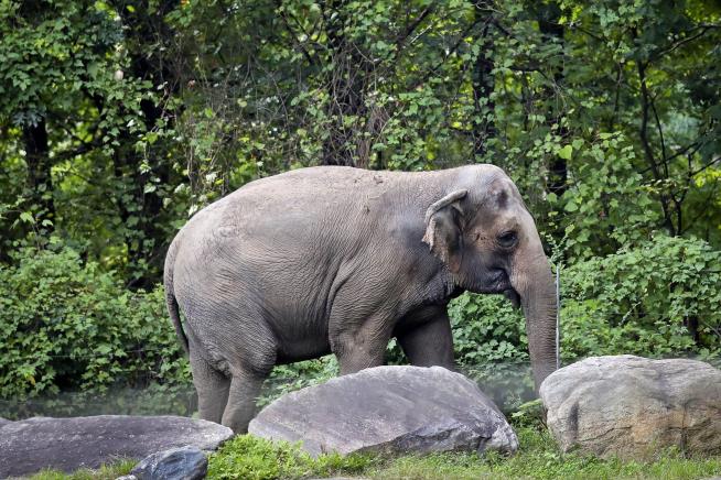 NY's Top Court: Happy the Elephant Is Not a Person