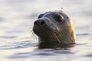 Seals Appear to Be Dying of Avian Flu