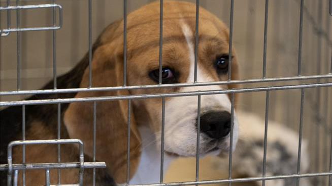4K Beagles From 'Troubled' Research Facility Need Homes