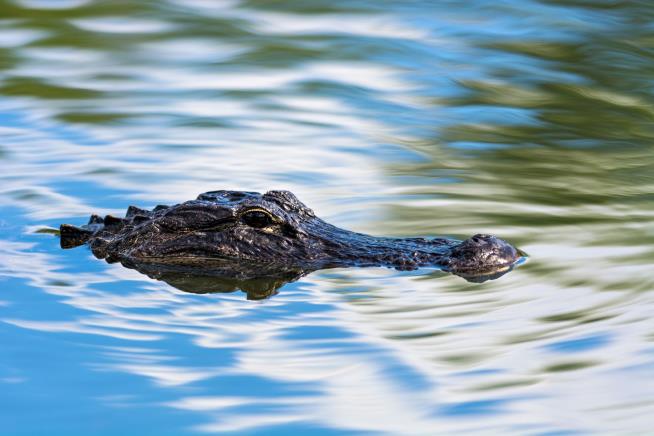 Woman Falls Into Country Club Pond, Is Killed by Alligators