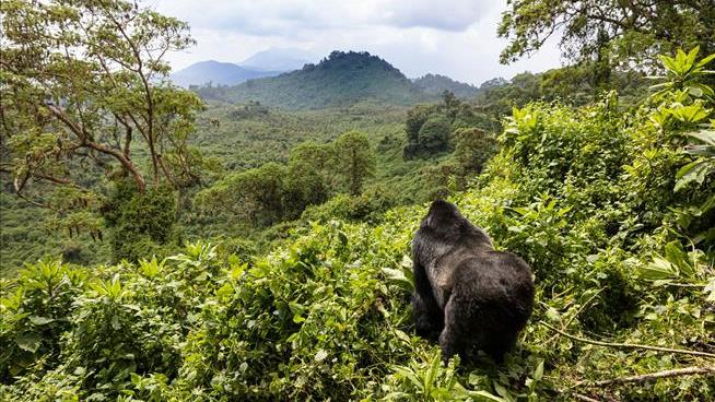 Mountain Gorillas of Rwanda Now Draw Big Bucks