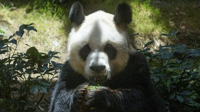 A Famously Old Giant Panda Is Euthanized