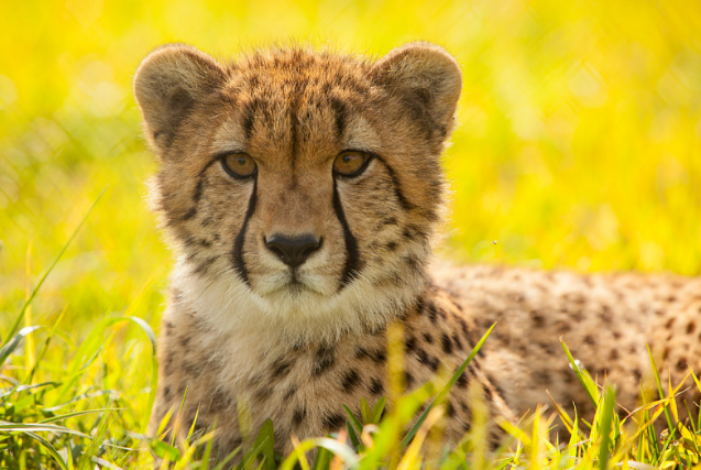 After 70 Years, Cheetahs Are Returning to India