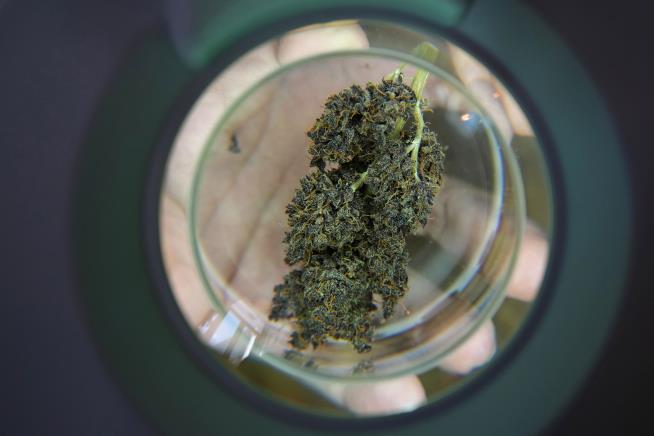 Today's Potent Marijuana Poses Bigger Addiction Risk