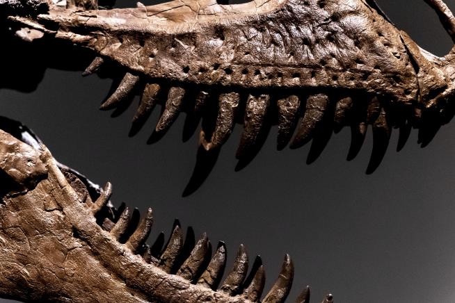 Paleontologists Criticize Gorgosaurus Auction