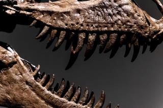 Paleontologists Criticize Gorgosaurus Auction