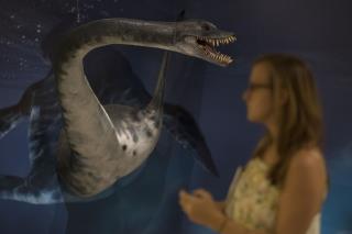 Fossil Discovery Spurs Believers in Nessie