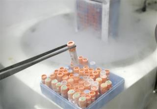 Scientists Explore Testicular Stem Cell Alternative