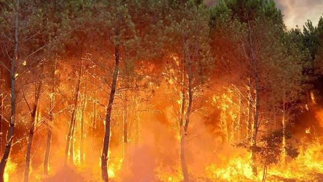 'Astonishing' Increase in Trees Wiped Out by Fire