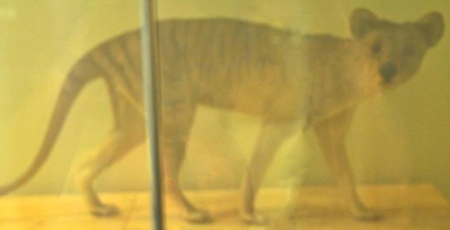 Biotech Firm Thinks It Can 'De-Extinct' This Animal
