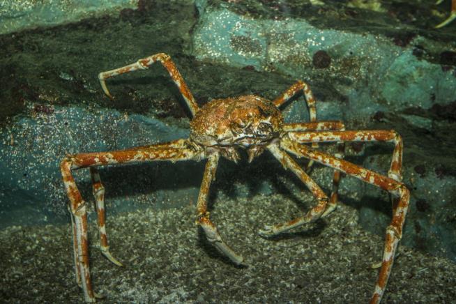 Alaska's Most Valuable Crab Populations All but Vanished