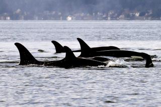 Something Weird Is Happening With Orcas and Boats
