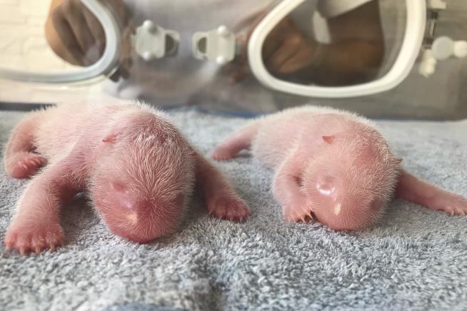 Twin Pandas Born as Species Struggles for Survival