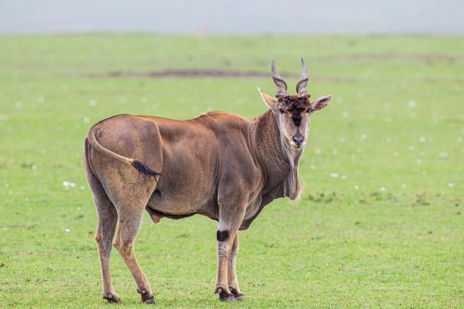 Zoo Worker Gored to Death by Giant Antelope